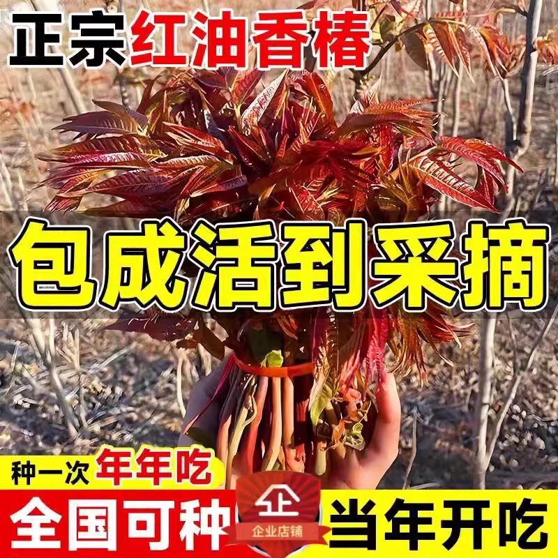Smellwort Saplings with Red Oil Are Early-Picked Spring Bud Trees, Edible Potted Plants, Ground-Planted Dwarf Smellwort Saplings, Dwarf Potted Plants