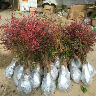 �����������辰�G����ľ����ͥԺ�ͺ�ֲ����������üt�����{����