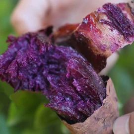 番薯类;柑桔;苹果