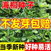 ��ͩ�N���²Ƀ��|��ľ�N�ӻ��ܷN����ľ�N���ļ����ຣͩ����N��