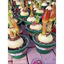 F؛ޟoϵдmM피tN򎧻ذ׷N