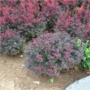 Base Supplies Red Leaf Berberis Balls, Red Leaf Berberis, Evergreen Courtyard Greening, Balcony Courtyard, Complete Specifications