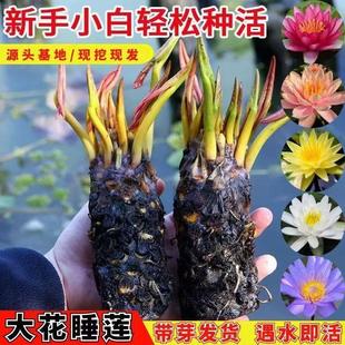 Water Lily Large Root Block with Buds Wrapped into Living Four-Season Lotus Potted Fish Tank Pond Hydroponic Plants Fish Pond Water Culture Florals