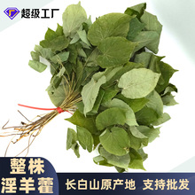 长白山整株野生淫羊藿500g圆叶男性滋补三枝九叶草厂家批发中药材