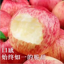 热卖烟台红富士苹果新鲜水果红富士应当季整箱礼盒冰糖心苹果