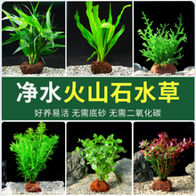 �~��ˮ��ֲ�����ˮ��Gֲ��ɽʯ�B�~�쾰�~�����ݾG�ո�Ƽ