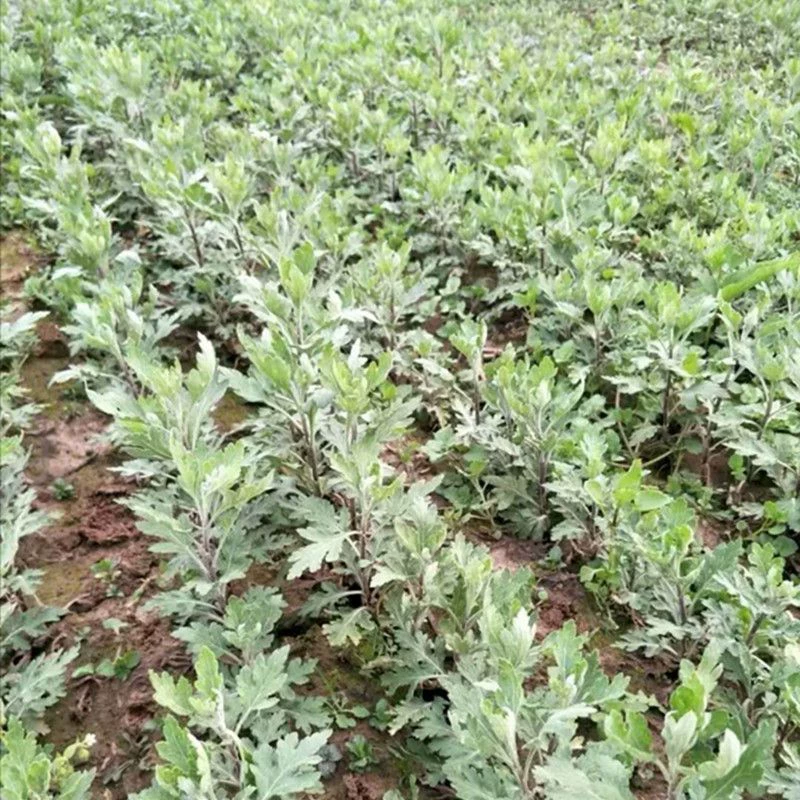 Оптовая продажа Высокоурожайных саженцев хризантемы императора золотого шелка Саженцы белой хризантемы Ханчжоу Китайская травяная медицина база недорогая поставка отличных саженцев хризантемы