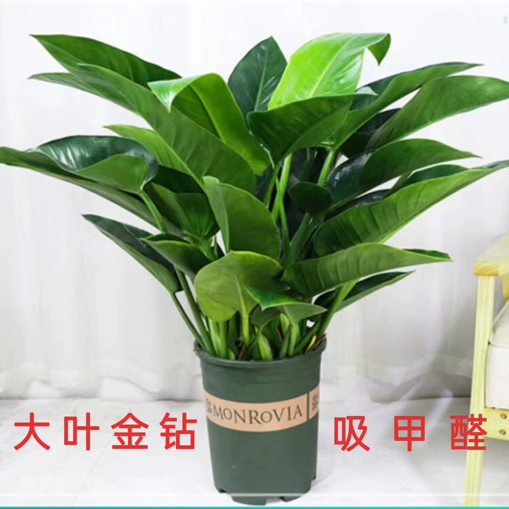 Крупнолистовое Золото Алмаз Большой горшок зеленое растение гидропонная культура почвы гостиная Крытый хороший горшок Цветочные украшения декоративные растения