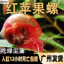 红苹果螺水草缸除藻清洁大瓶金宝螺观赏活体宠物小蜗牛淡水繁殖螺