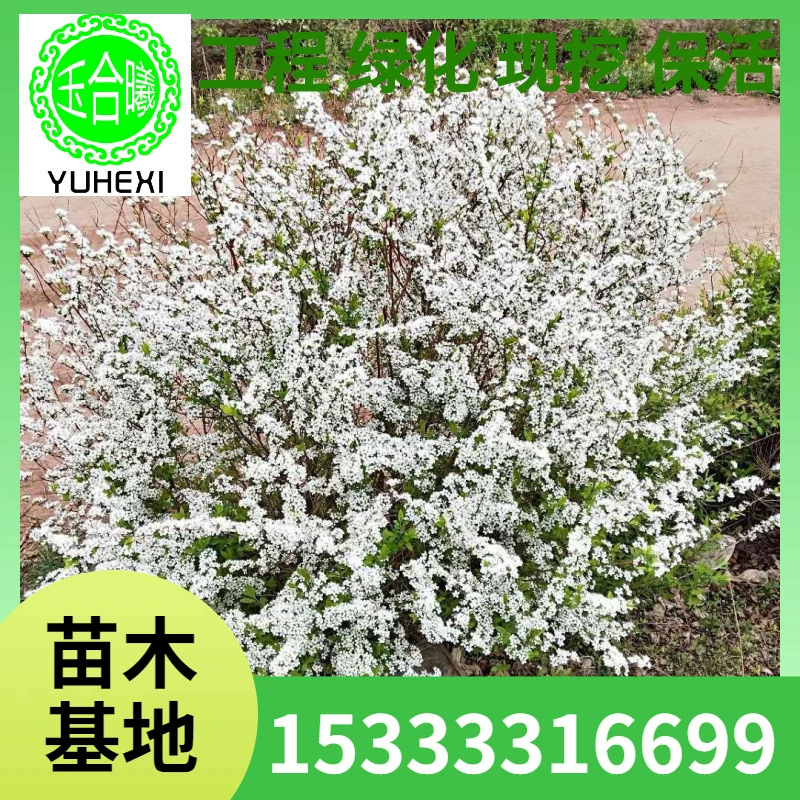 Жемчужный шар из ивы, спрей для снежного шара, шар из снежной ивы, полная изгородь из ивы в форме короны, морозостойкое цветочное растение в горшке.