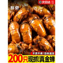 知了猴金蝉新鲜2025蚕蛹蝉蛹鲜活爬叉猴爬蚱速冻山东野生大号幼虫