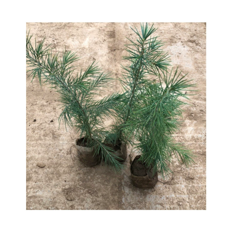 База оптом Проект озеленения саженцев кедра Саженцы кедра бесплодные горные облесения Озеленение пагоды Саженцы сосны кедра