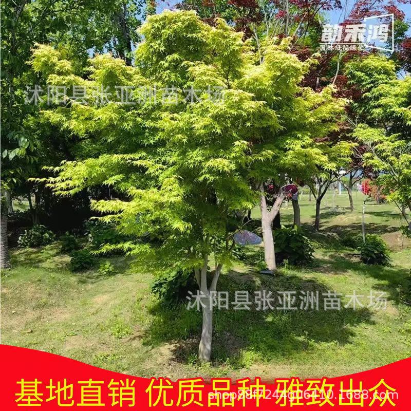 直供鸡爪槭树苗绿化苗木四季常青庭院观赏净化空气规格齐全鸡爪槭