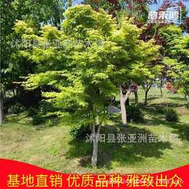 直供鸡爪槭树苗绿化苗木四季常青庭院观赏净化空气规格齐全鸡爪槭