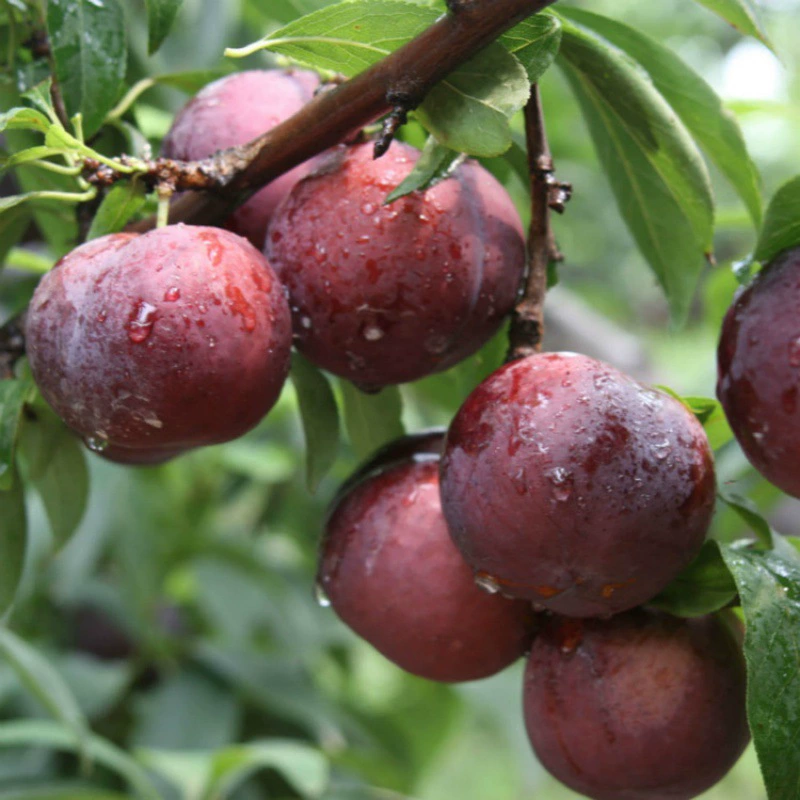 Пчелиная Конфета Сливовые деревья с бессемянными позднего созревания Зеленая хрустящая черная слива, Ximei Red Heart Утка Яйцо Слива Рассада фруктовых деревьев на юге и севере