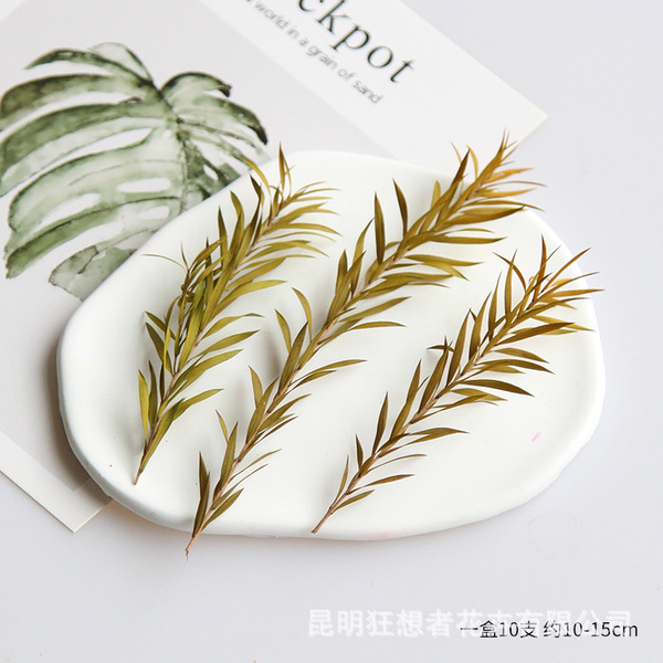 Fantasist [Short Branch Thousand Layers of Gold] Natural retro…