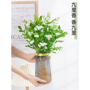 Jiuli Perfume Potted Plants Indoor Living Room Flowers and Green Plants Balcony Mosquito Repellent Four Seasons Blooming Good for Desktop Flowers