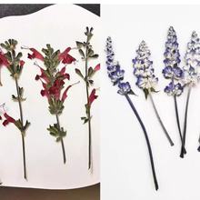 �t��β���{ɫ��β�ݻ��ɻ�����diy���ϰ��滨ֲ��˱����˱�