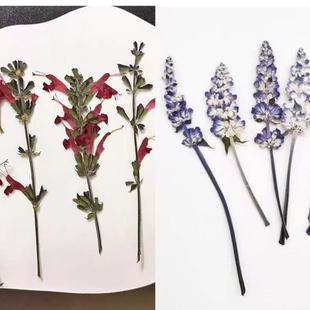 �t��β���{ɫ��β�ݻ��ɻ�����diy���ϰ��滨ֲ��˱����˱�