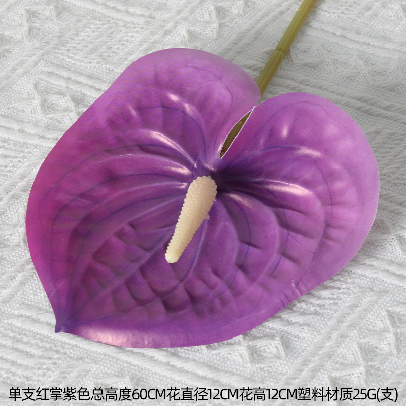 Un solo anturium púrpura