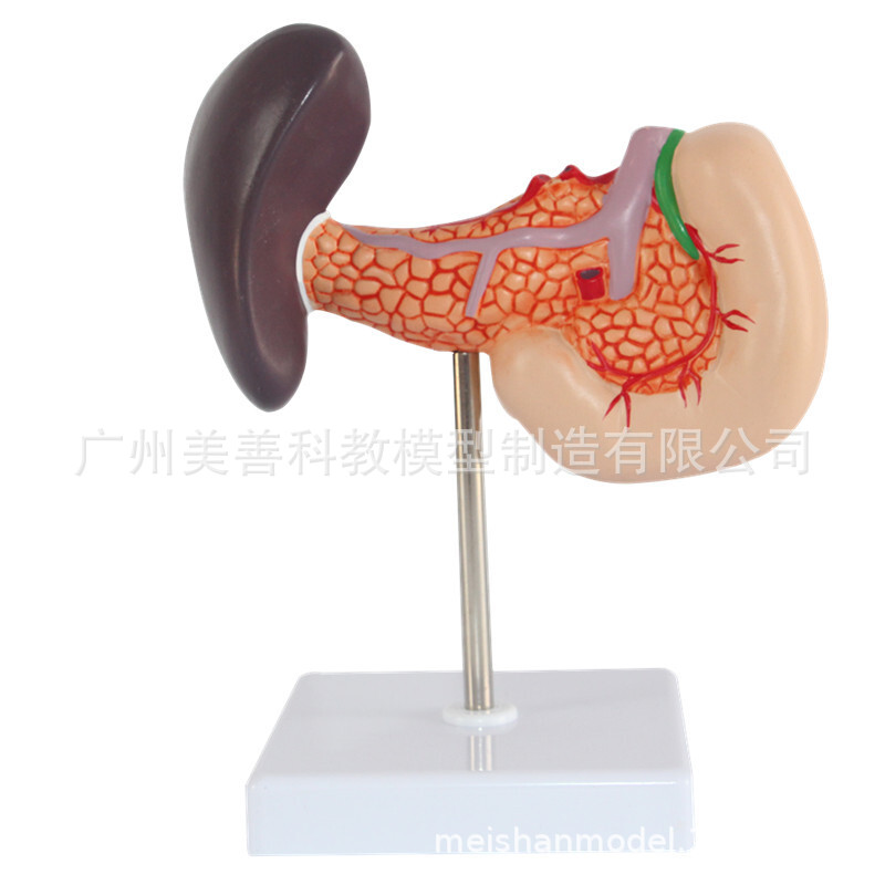 人体肝脏 脾胰解剖 模型 消化系统模型腹腔干 肝门静脉 肝胰模型-阿里巴巴