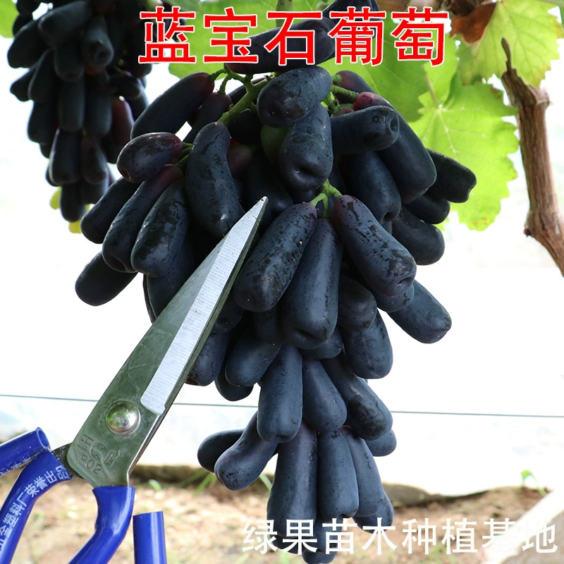 Саженцы винограда сапфир, саженцы винограда сладкий сапфир, саженцы винограда солнечная роза, оптовая продажа базовых саженцев фруктов