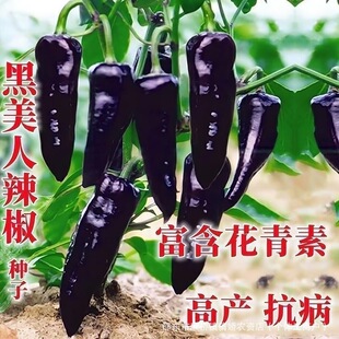 �������N���������������⽷�N�Ӻ���ɫ�ʽ�����ţ�ǉ۹��߲˷N��