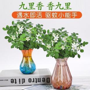 Mosquito Repellent Hydroponic Nine-Mile Fragrant Potted Green Plants Office Desktop Four-Season Flower Potted Plants