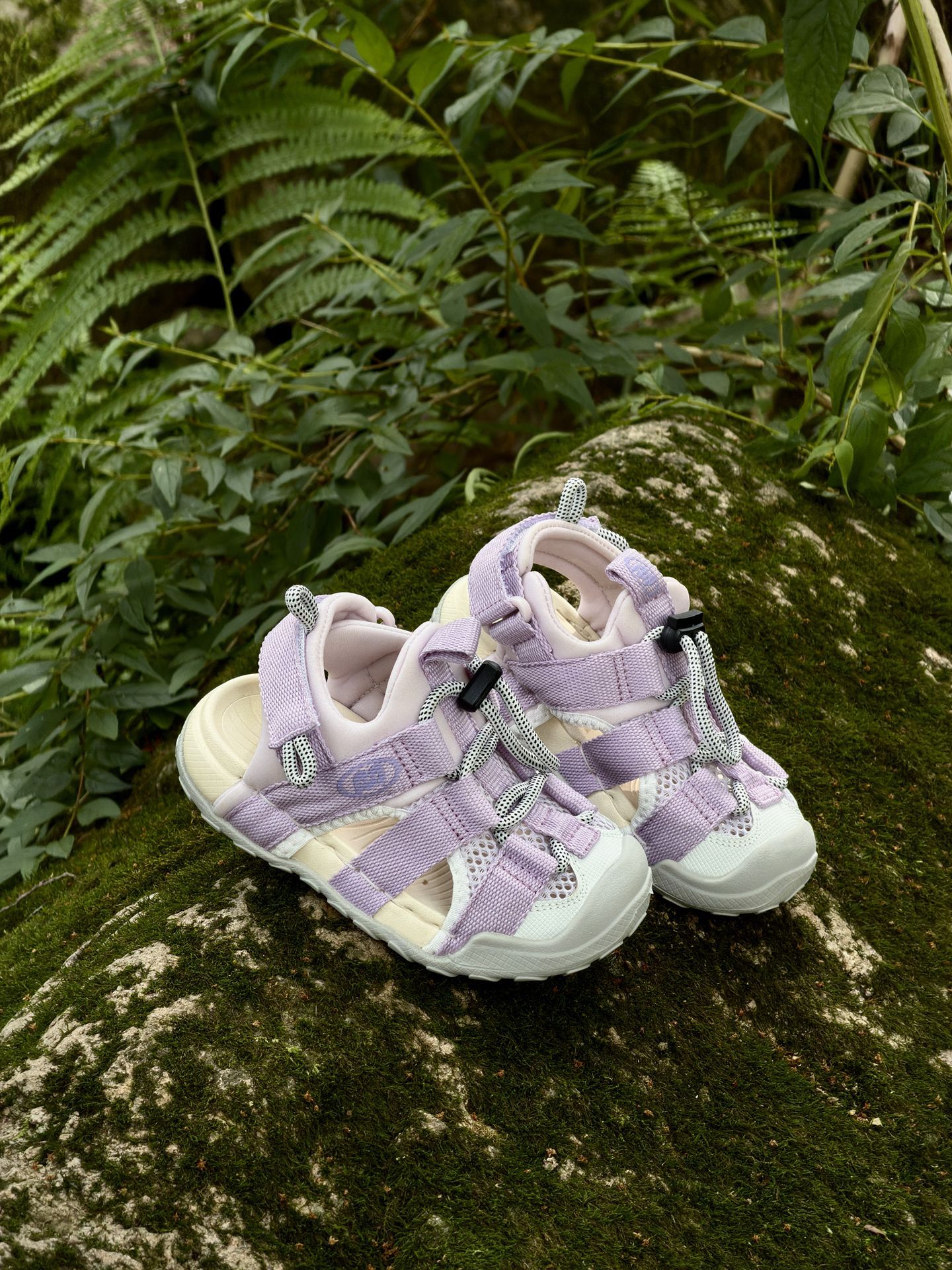 Lavender purple