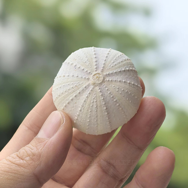 Purple and white sea urchin shell 4-5cm1