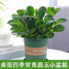 Douban Green Basin Planting Mes. Plant Hydroponic Flower Plant Room Living Room Desktop Green Plant Blue Jade Four Seasons Green Free Shipping