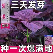 四季食用紫苏种子紫苏籽种子香菜种紫苏盆栽阳台苏子粒种香菜籽种