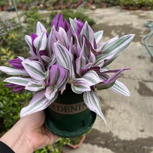 Oil Painting Wedding Potted Succulent Purple Orchid Desktop Flower Indoor Drought-Tolerant Balcony Green Plant Easy-To-Care-For Plant
