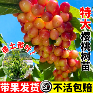 �ش���Ҙ��箔��Y���t�����AС�����Ҙ��m�����ϱ����ļ��ɷN