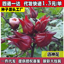 洛神花种子四季云南红金梅苗种孑玫瑰茄树苗盆栽四季开花红桃k种