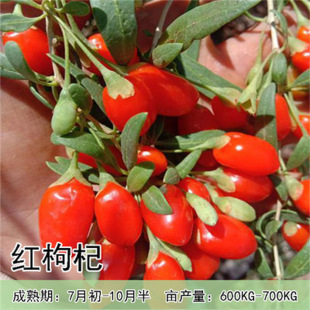 ����������Ե��Թ������ϱ����Nֲ����Ұ���t��轘��箔��Y����