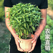 ʳƷŌ𲻓QԿʳr_~{ζþGֲ