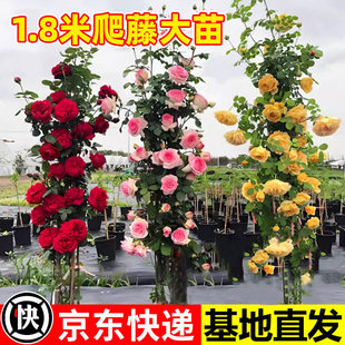 �Nޱ���������¼��ļ��_��ֲ����������ͥԺ�����¼��ش󻨻�õ��