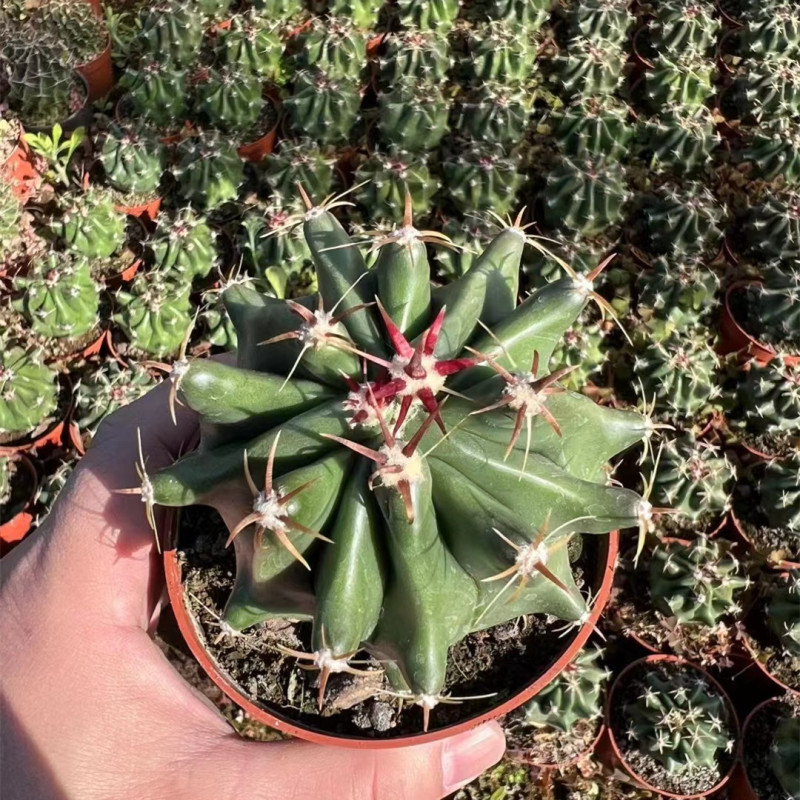 大仙人球コレクション、鉢植えの開花仙人掌、多肉植物、星兜瑞昌玉、玉龍鳳玉、玉翁|undefined