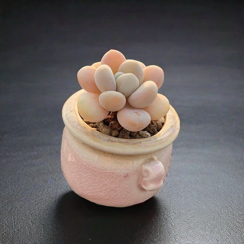 小さな多肉植物、超かわいい、貴重で希少な親指鉢、ミニ鉢植え、鉢付き多肉植物鉢植え、小さな古い支柱|undefined