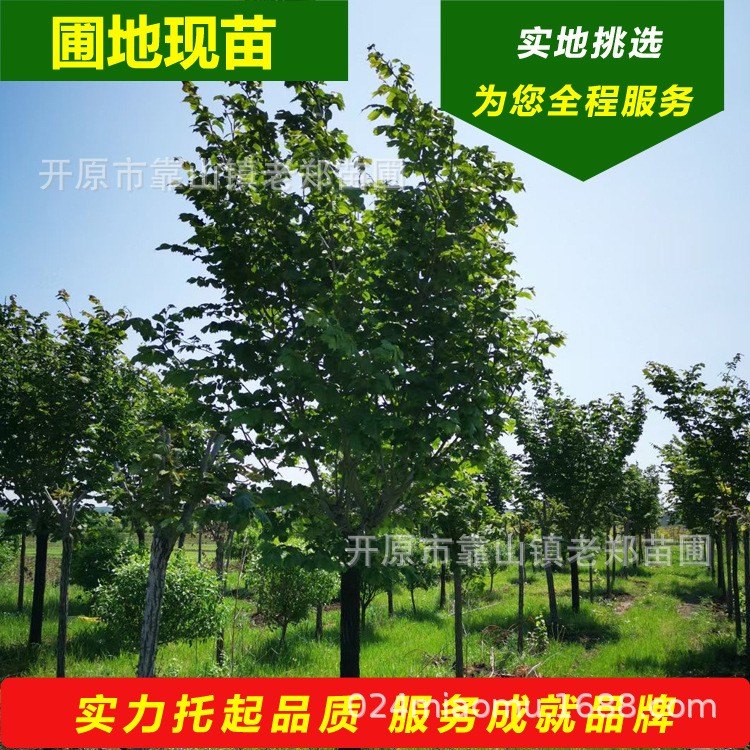 东北大叶榆裂叶榆 全国种植 景区道路庭院小区园林绿化观赏行道树