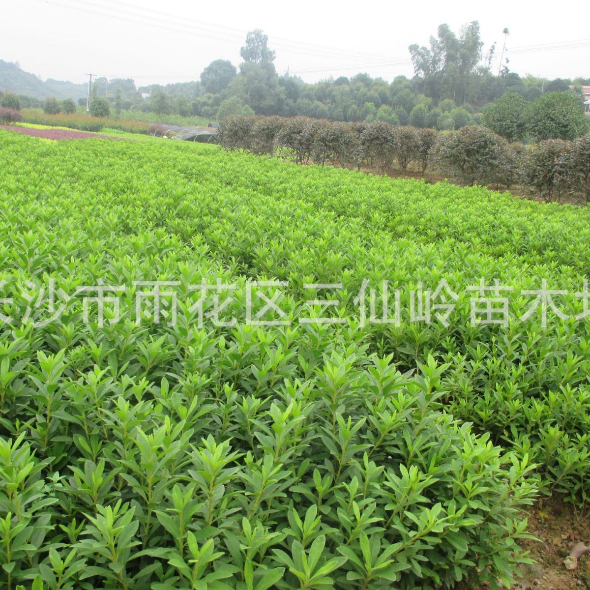 毛杜鹃批发杜鹃球 冠幅60-80cm春鹃球 毛鹃球 量大价优