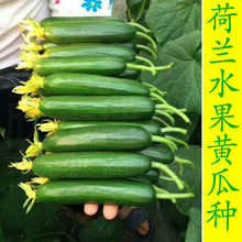 无刺水果黄瓜种子种苗小黄瓜种籽寿光四季阳台春季菜种子蔬菜种孑