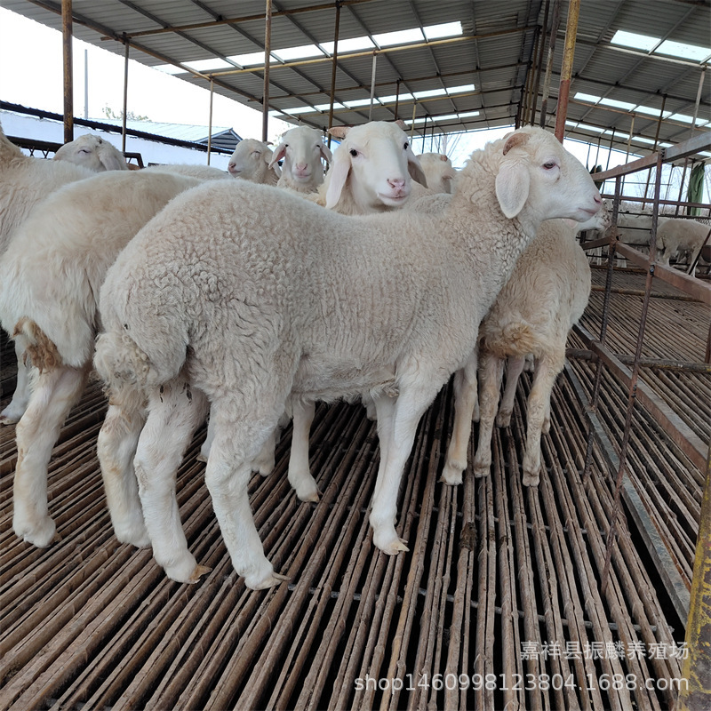 Pure Small-Tailed Cold Sheep Live Lake Sheep Head First and Second Child Pregnant Sheep Lamb Seedlings