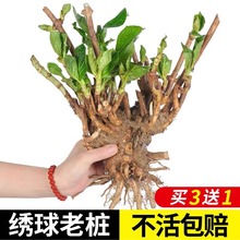 绣球老桩花苗无尽夏绣球花盆栽带花室内庭院花卉好养绿植耐寒花卉