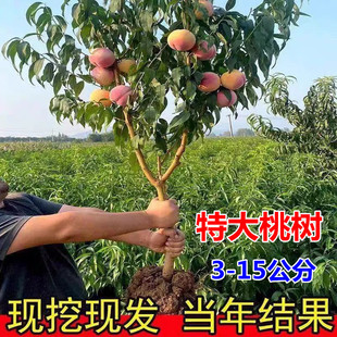 �ش��Ҙ���玧���޽�ˮ���Ҷ����S�������Ե����ϱ����N�ͺ�����