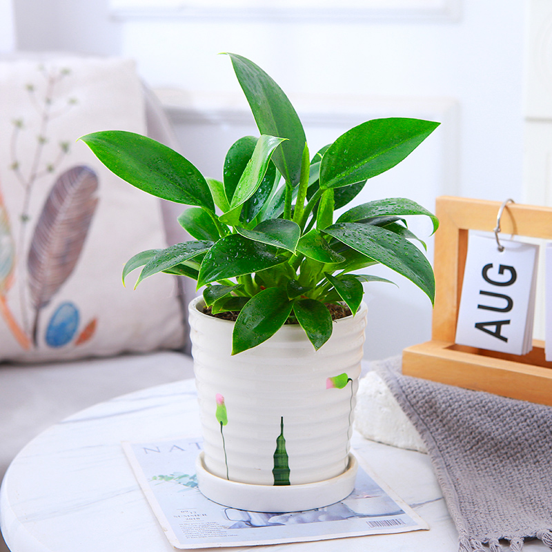 3개의 골드 다이아몬드 25cm + 나사형 잉크 도자기 세면대 + 영양액✓