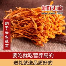 AAA级大孢子头虫花干货新鲜 无硫金虫北虫蛹虫煲汤食用