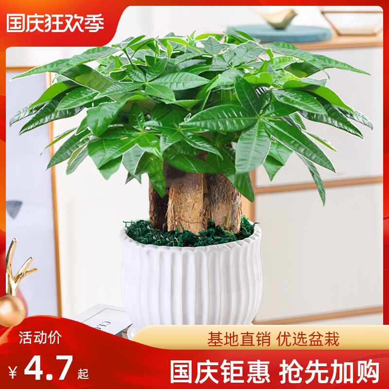 发财树盆栽易活植物室内客厅绿植小盆景四季常青办公室内盆栽花卉