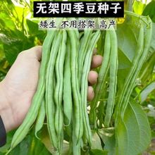 无架四季豆种子泰国地豆种籽早熟无丝豆阳台盆栽蔬菜种孑